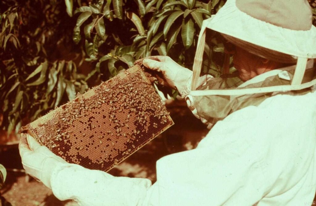 A beekeeper working a hive while wearing a lightweight synthetic mesh veil and suit