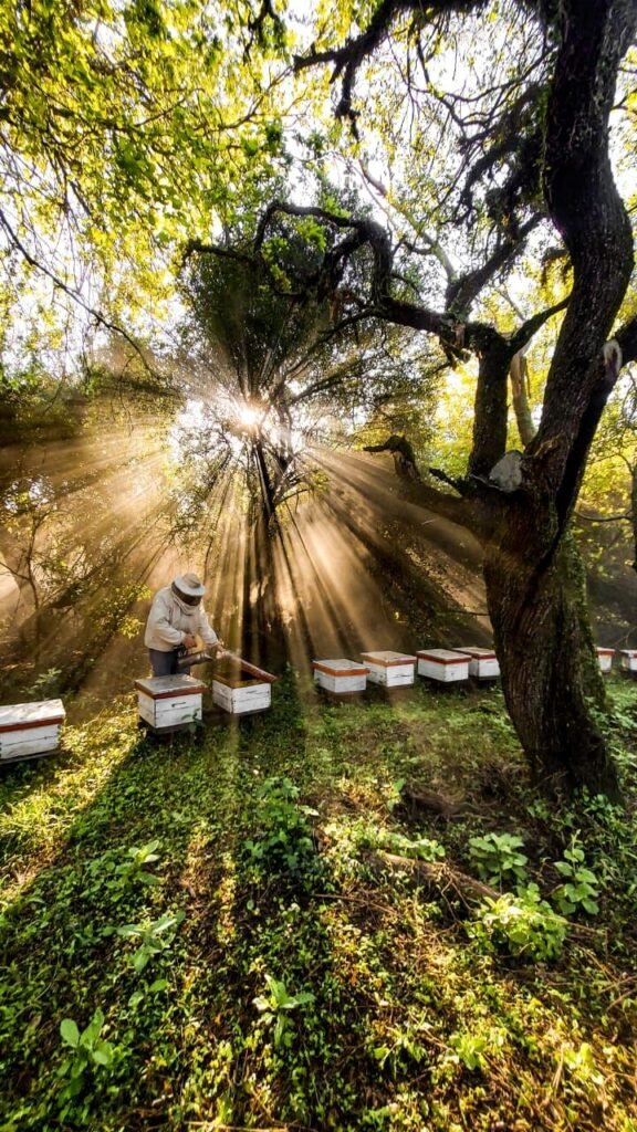Beekeeper tending a row of hive boxes under trees with sunlight streaming through branches