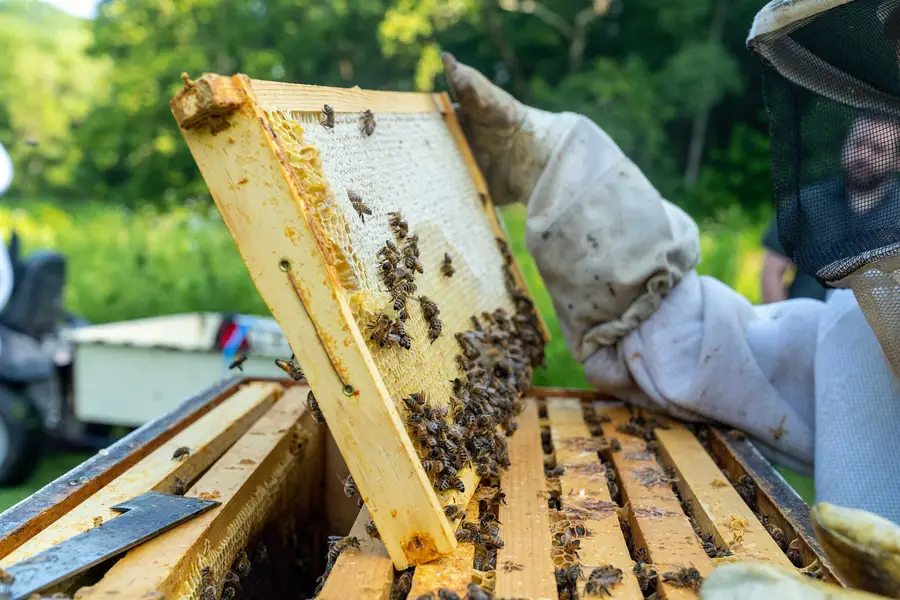 Beekeeper in a veil and leather gloves lifting a capped honey frame covered in bees out of a hive box