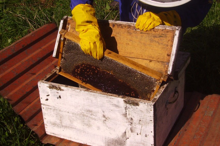 Beekeeper in yellow gloves opening a hive box to reveal a honey-filled frame