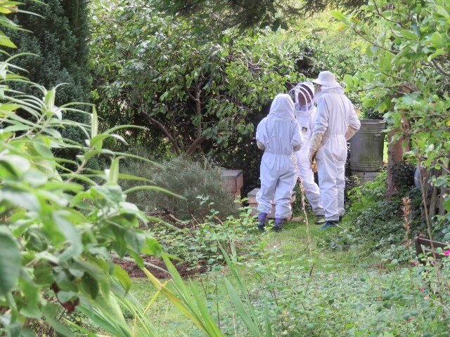 Beekeepers in protective suits checking hive boxes tucked into a suburban garden