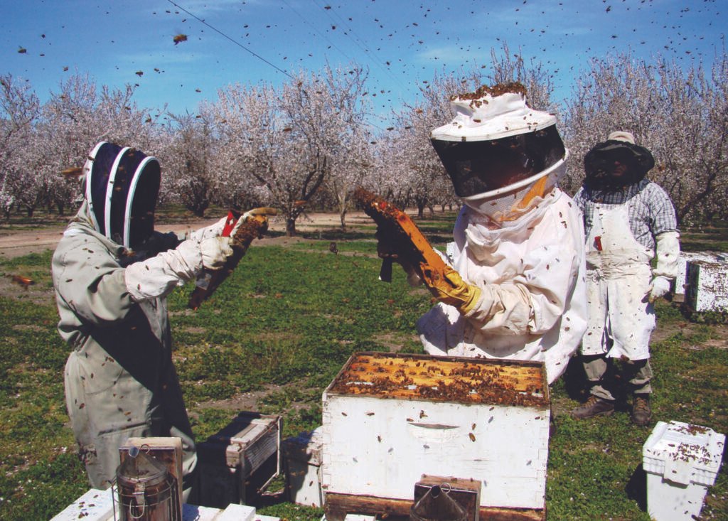 Beekeepers inspecting rented honey bee colonies in a blooming California almond orchard
