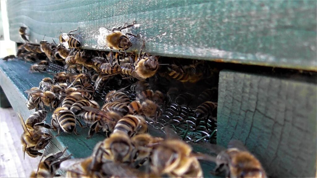 Honey bees crowding a hive entrance on a warm day