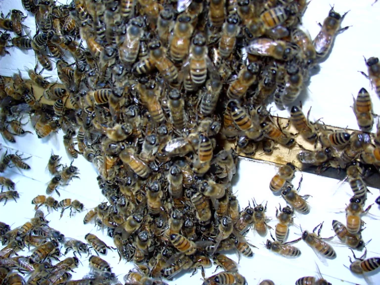 Bees bearding outside a hive entrance in summer heat