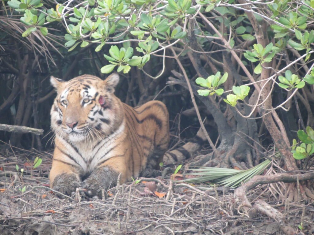 A Bengal tiger walking through the Sundarbans mangrove forest, the same territory Mawali honey hunters enter each harvest season