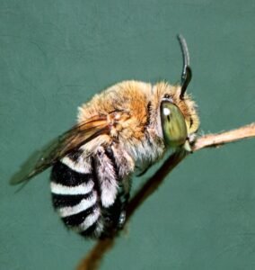 Photo of a blue banded bee foraging on a flower, showing its pale abdominal bands
