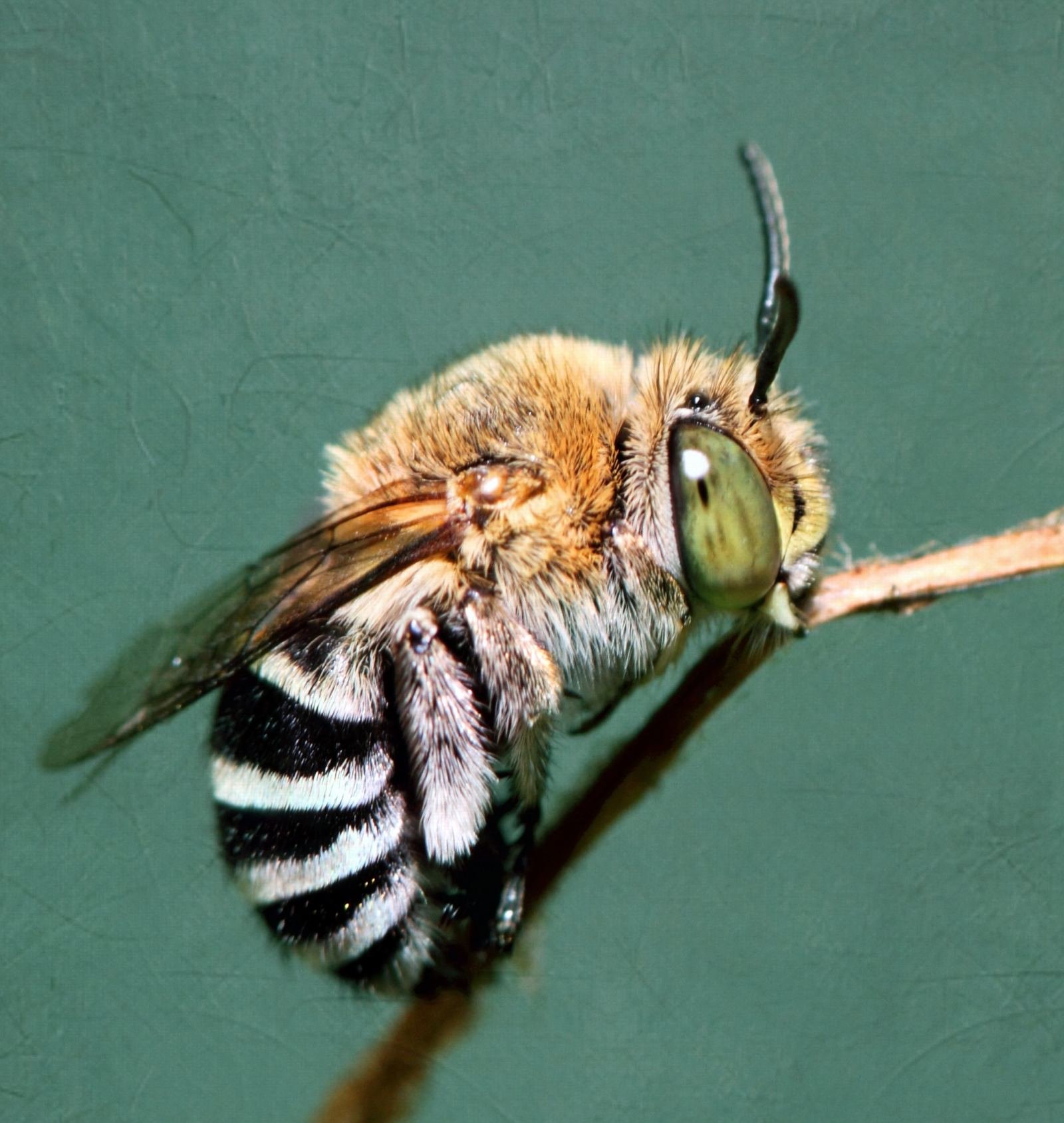Photo of a blue banded bee foraging on a flower, showing its pale abdominal bands