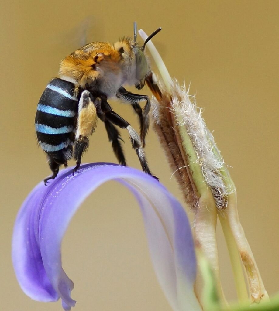 Blue banded bee reaching into a tubular flower anther to buzz pollinate for pollen