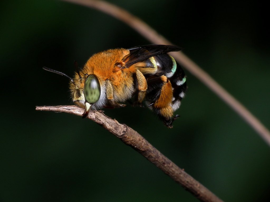 Blue banded bee perched on a twig, the species studied for commercial greenhouse pollination