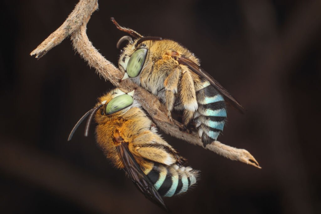 Two blue banded bees gripping a twig with their mandibles while roosting overnight