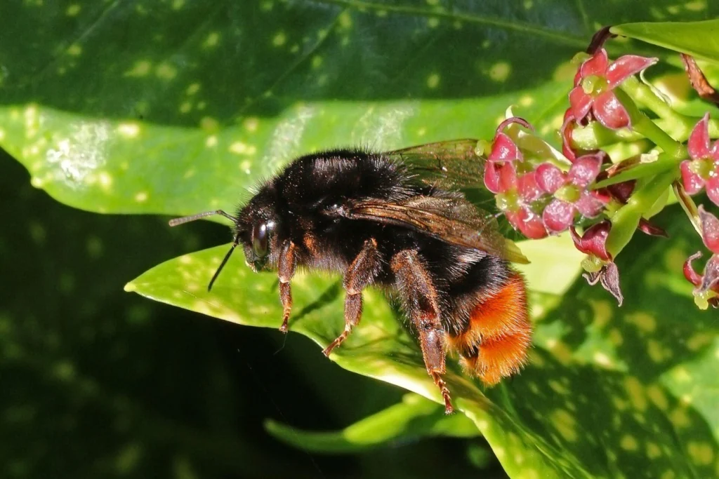 Bombus lapidarius bumblebee queen foraging on a flower after emerging from winter hibernation before searching for a nest site