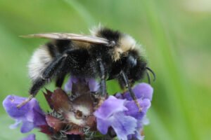 The short-haired bumblebee, Bombus subterraneus, a European species that went extinct in the United Kingdom in 1989