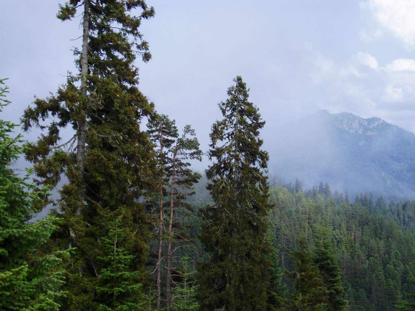 Forested mountain landscape in Georgia's Borjomi region near the ancient honey discovery site