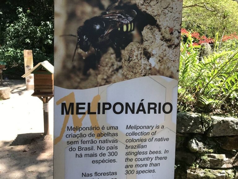 A meliponario (stingless bee collection) at Rio de Janeiro Botanical Garden, Brazil