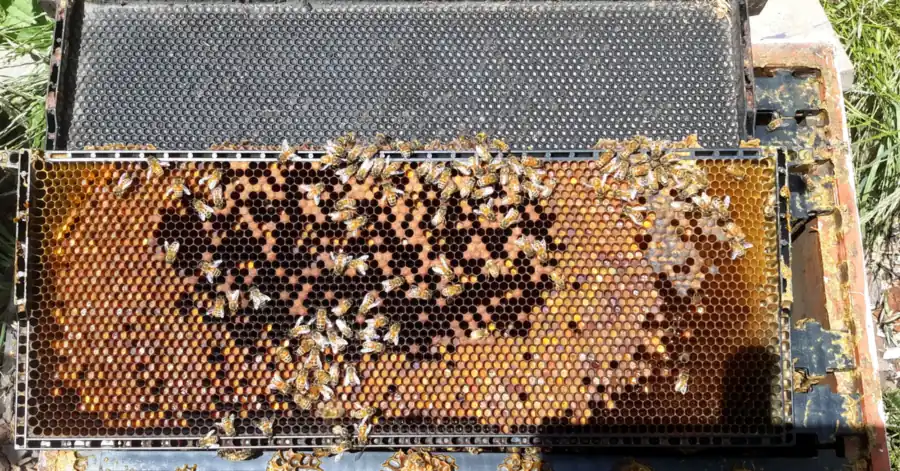 Plastic Langstroth frame with brood cells in the center ringed by stored orange pollen and amber honey
