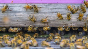 Close view of honey bees walking in and out of a wooden hive entrance at an urban farm in Brooklyn, New York