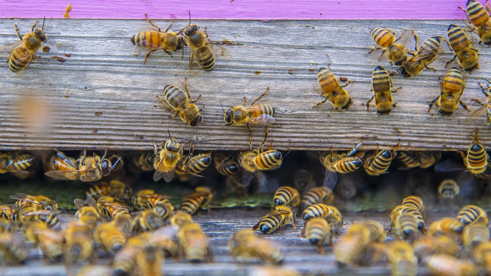 Close view of honey bees walking in and out of a wooden hive entrance at an urban farm in Brooklyn, New York