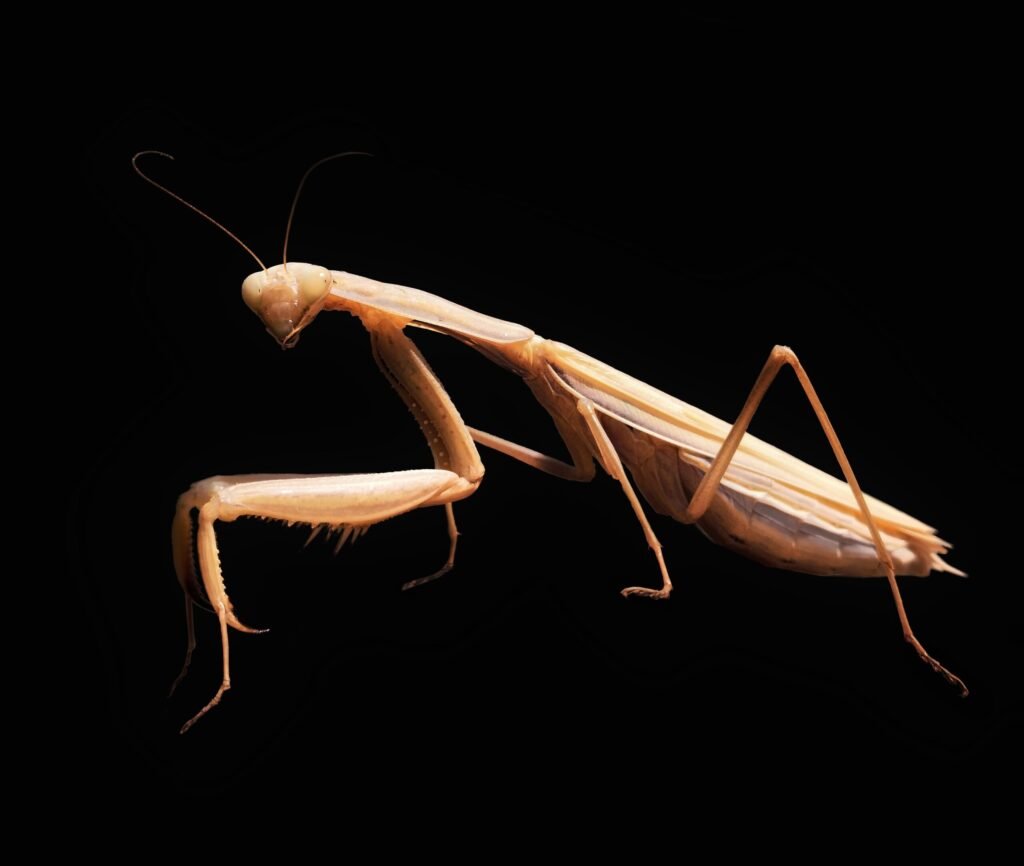 A brown praying mantis, the kind of pet insect that led to the accidental discovery of zombie bees when a researcher collected dead bees to feed one