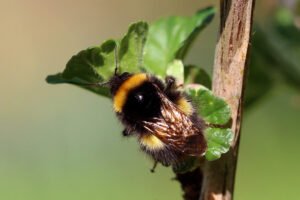 Buff-tailed bumblebee, Bombus terrestris, resting on a green leaf