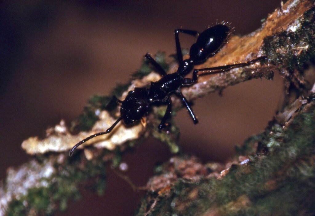 Photo of a bullet ant, one of the two insects rated the maximum pain level 4 on Schmidt's scale