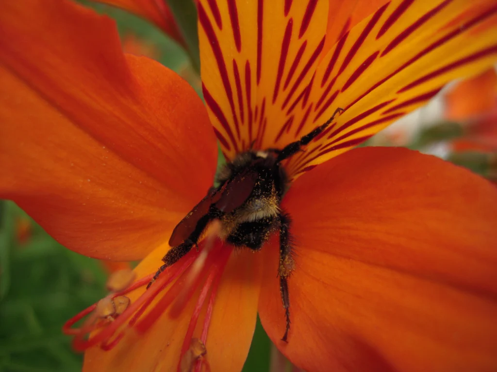 A bumblebee foraging on a flower; bumblebees are the primary commercial buzz-pollinating insect