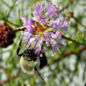A bumblebee foraging on a flower