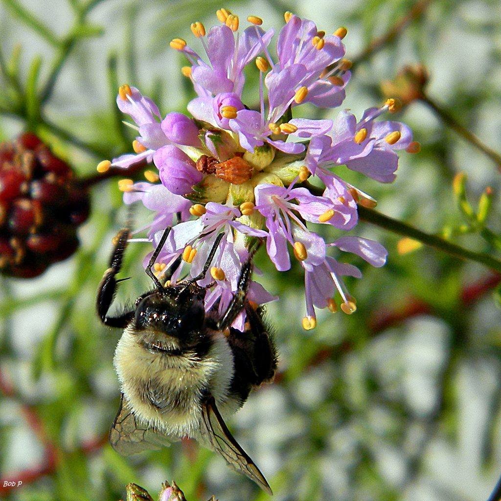 A bumblebee foraging on a flower