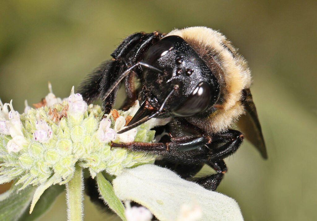 Close-up of a fuzzy bumblebee foraging on a flower, larger than a honey bee but following the same fuzzy-and-round identification rule