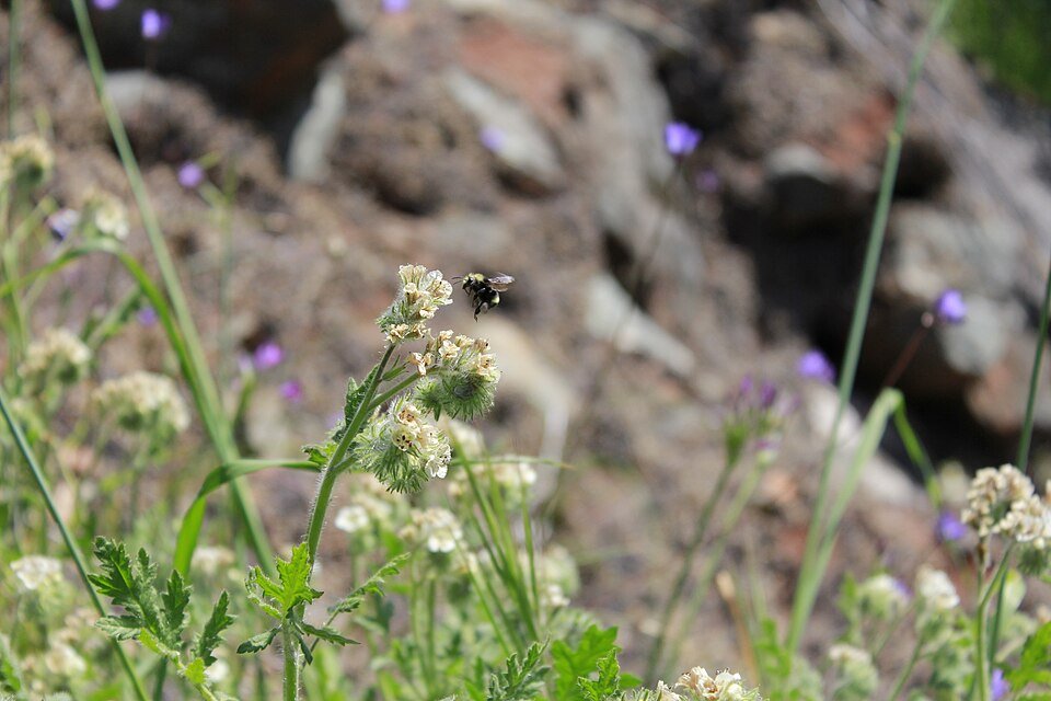 A bumblebee in flight approaching a cluster of small white wildflowers, wings blurred with motion