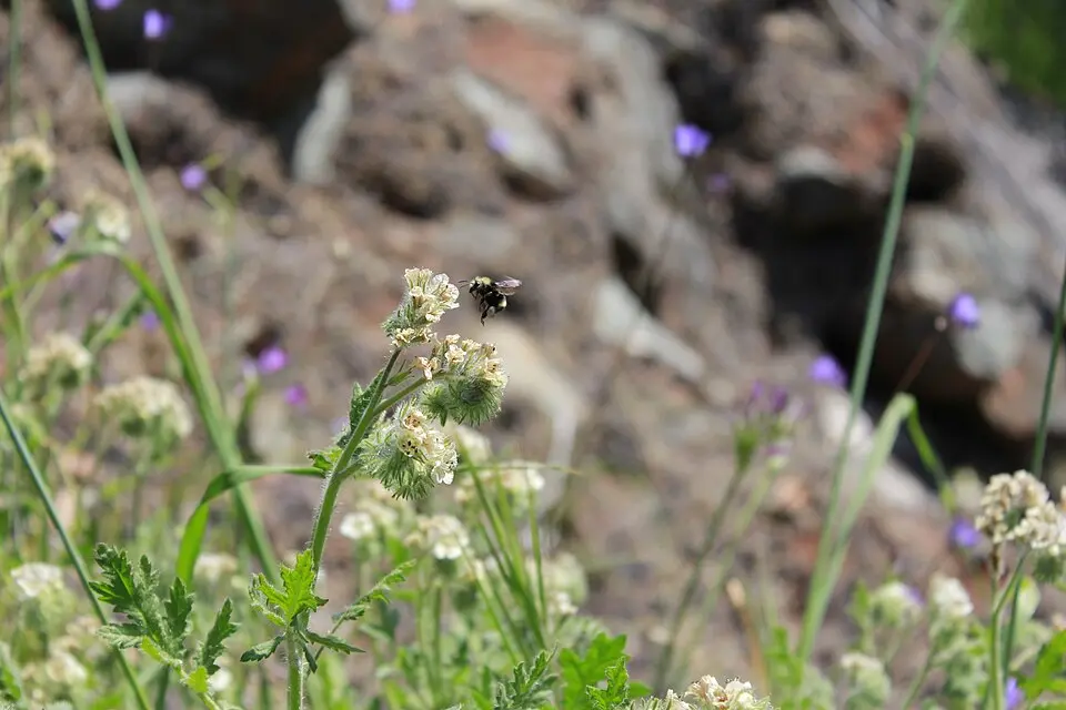A bumblebee in flight approaching a cluster of small white wildflowers, wings blurred with motion