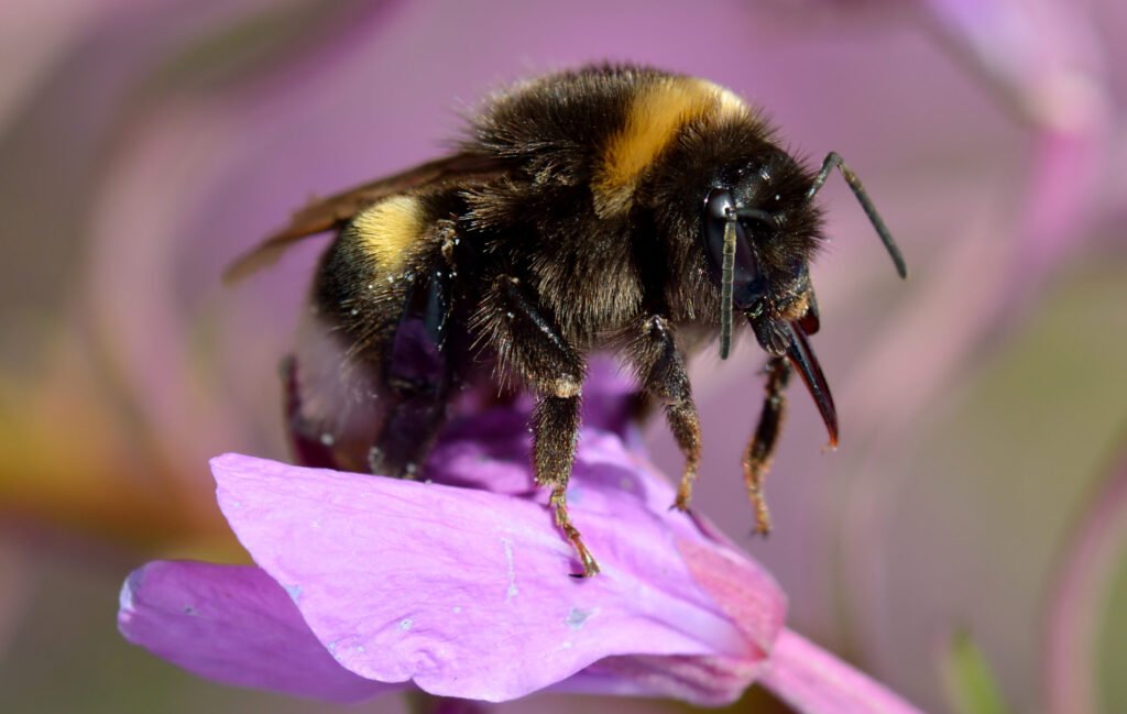 A white-tailed bumblebee on a wildflower -- the kind of common, well-photographed species all four apps identify easily