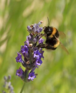 Bumblebee foraging on purple lavender blossoms, an example of bee pollination syndrome traits
