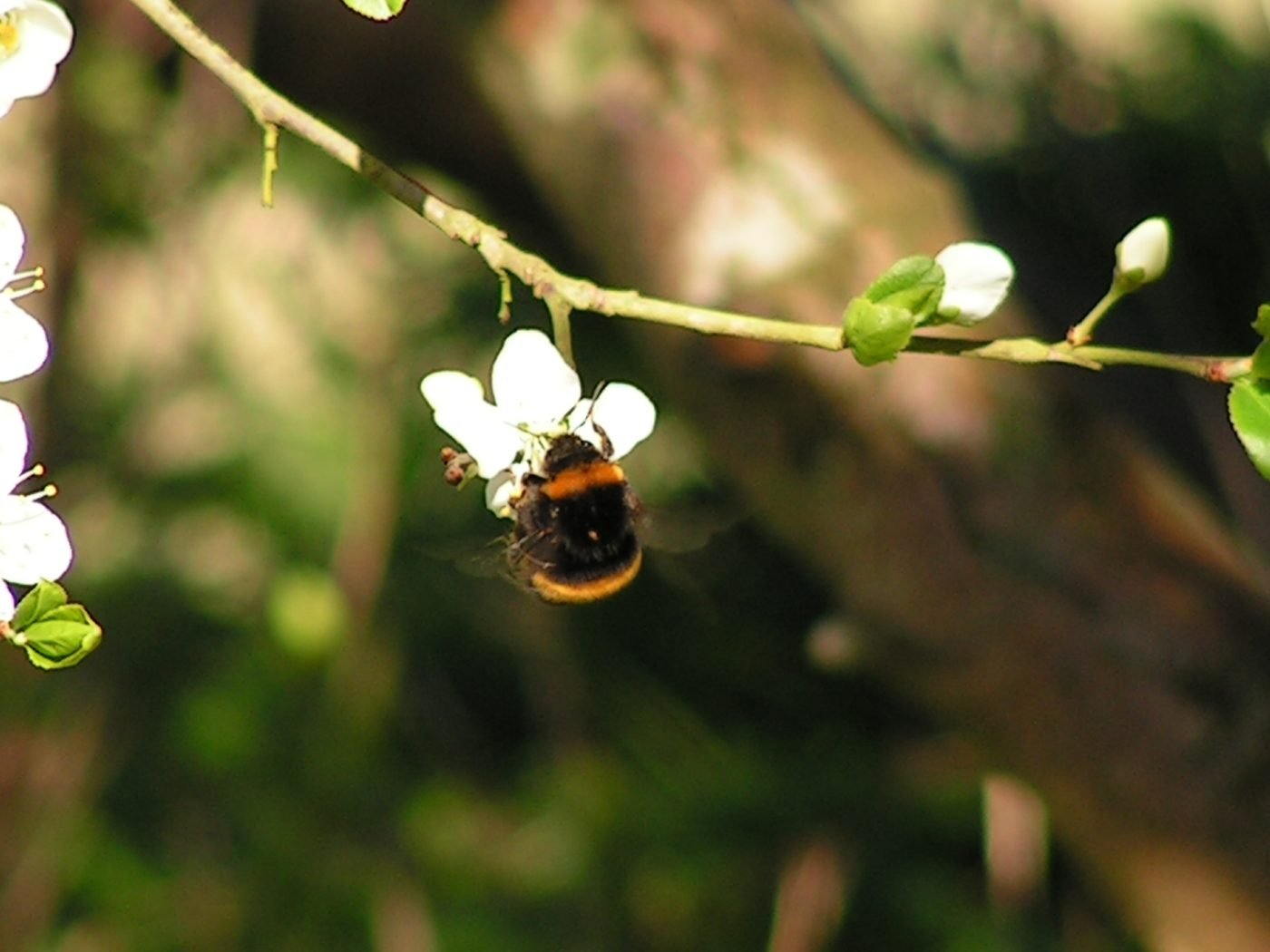 Bumblebee queen foraging on early spring plum blossom after emerging from winter hibernation, before searching for a nest site