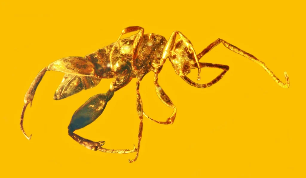 Wingless wasp fossil Aptenoperissus burmanicus preserved in 99-million-year-old Burmese amber from the Hukawng Valley