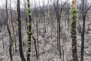 Severely burned eucalyptus forest with early green regrowth after the 2019-2020 Australian bushfires