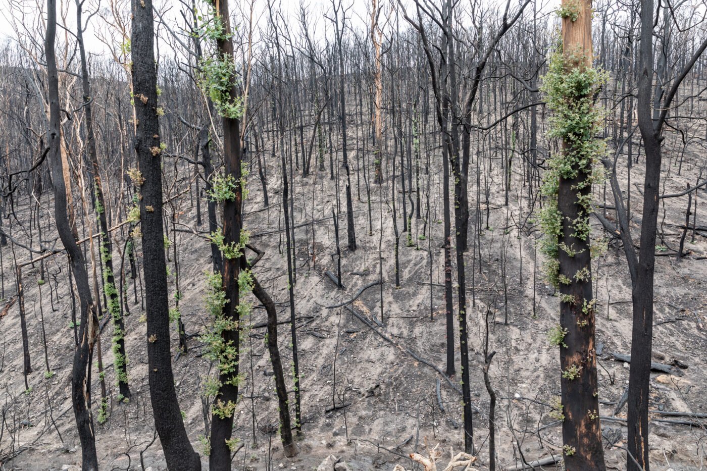 Severely burned eucalyptus forest with early green regrowth after the 2019-2020 Australian bushfires