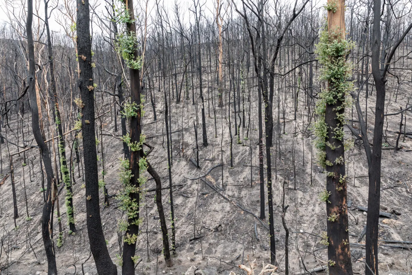 Severely burned eucalyptus forest with early green regrowth after the 2019-2020 Australian bushfires