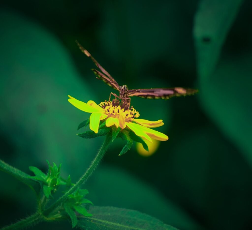 Butterfly feeding on a flower, a pollinator shown to build up static electric charge in flight
