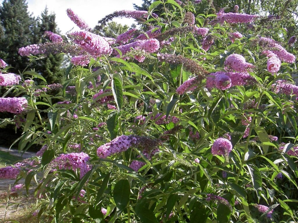 Butterfly bush (Buddleja davidii) in bloom, a species restricted in several US states