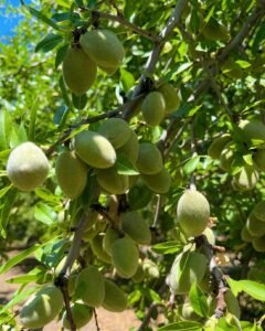 Rows of almond trees in a California orchard, the crop whose February pollination need draws most of the United States' managed honey bee colonies