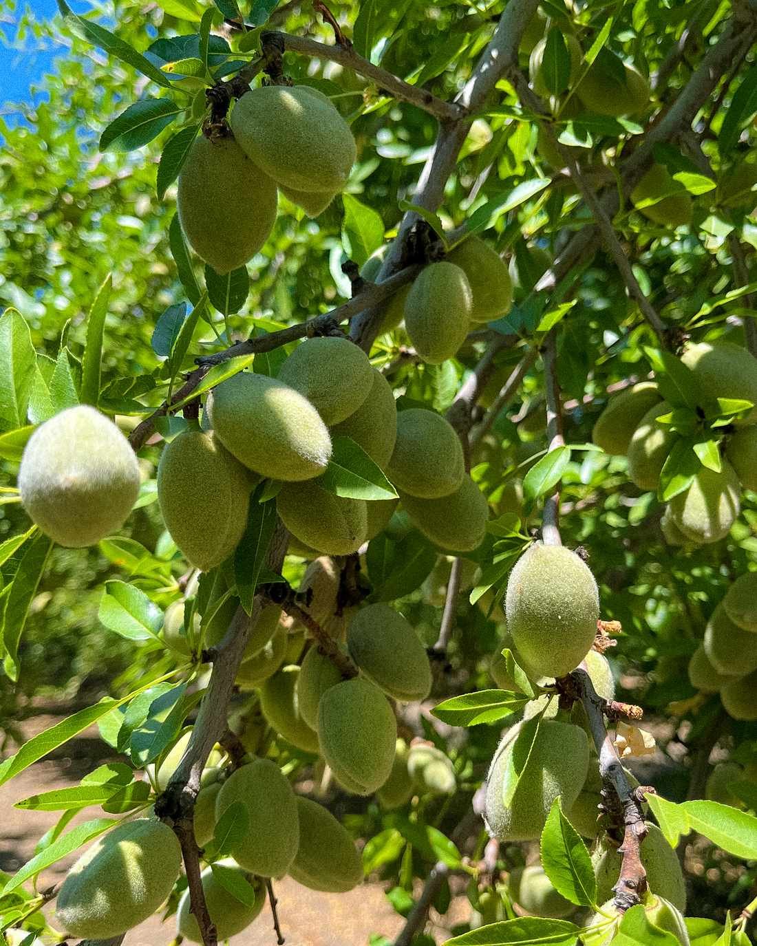 Rows of almond trees in a California orchard, the crop whose February pollination need draws most of the United States' managed honey bee colonies