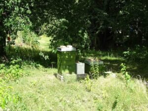 Beehive boxes tucked into a shaded garden corner of a campus apiary