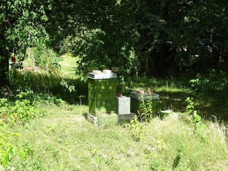 Beehive boxes tucked into a shaded garden corner of a campus apiary