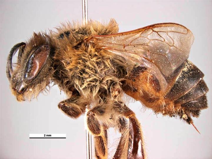 A female Cape honey bee (Apis mellifera capensis), the South African subspecies capable of worker thelytoky