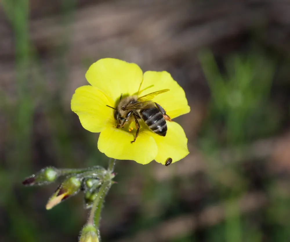 Cape honey bee, Apis mellifera capensis, feeding on an Oxalis flower near Stellenbosch, Western Cape