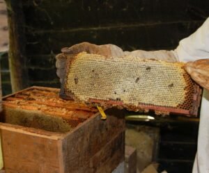 Beekeeper holding a fully capped Langstroth frame heavy with harvested honey