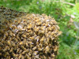 Apiculteur capturant un essaim d'abeilles avant de l'installer dans une nouvelle ruche