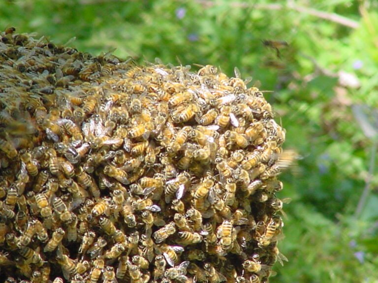 Apiculteur capturant un essaim d'abeilles avant de l'installer dans une nouvelle ruche