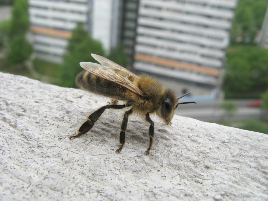 Carniolan honey bee, Apis mellifera carnica, a subspecies adapted to short, intense Alpine forage seasons