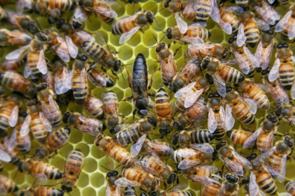 A Carniolan queen bee on the comb surrounded by worker bees, the same caste of bee held in a queen bank